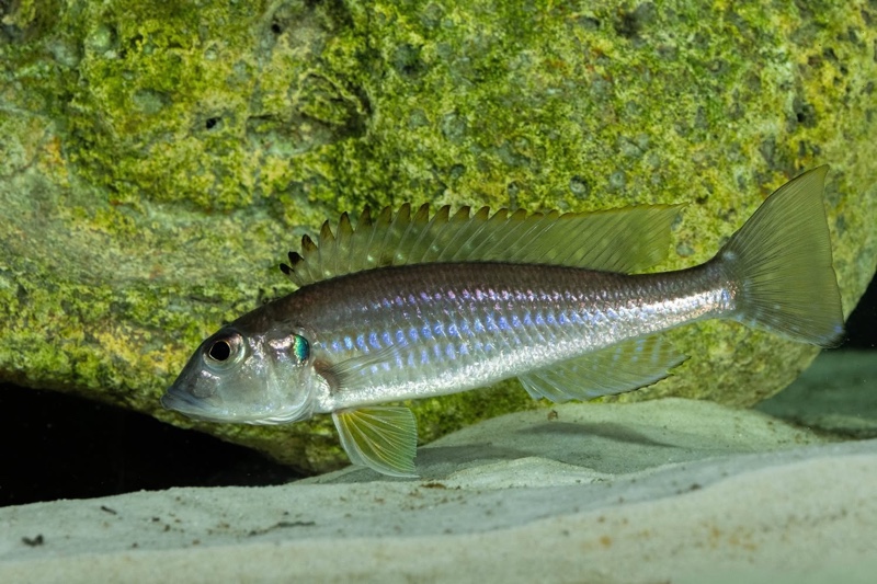 Reganochromis calliurus 'Kalalangabo'